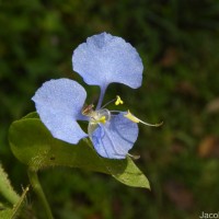 Commelina diffusa Burm.f.